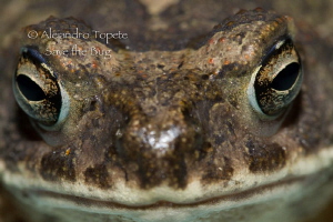 Frog close up by Alejandro Topete 